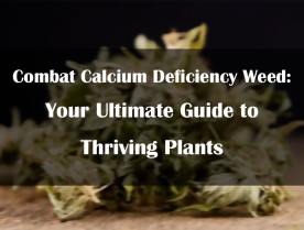 Combat Calcium Deficiency Weed: Your Ultimate Guide to Thriving Plants