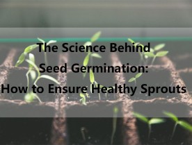 The Science Behind Seed Germination: How to Ensure Healthy Sprouts