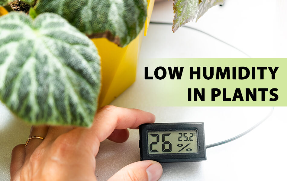 https://www.mars-hydro.com/media/magefan_blog/How_to_identify_and_fix_low_humidity_issue_in_plants.jpg