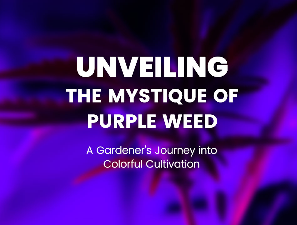 Purple Cannabis? The Science Behind Cannabis Colors - La Huerta Blog