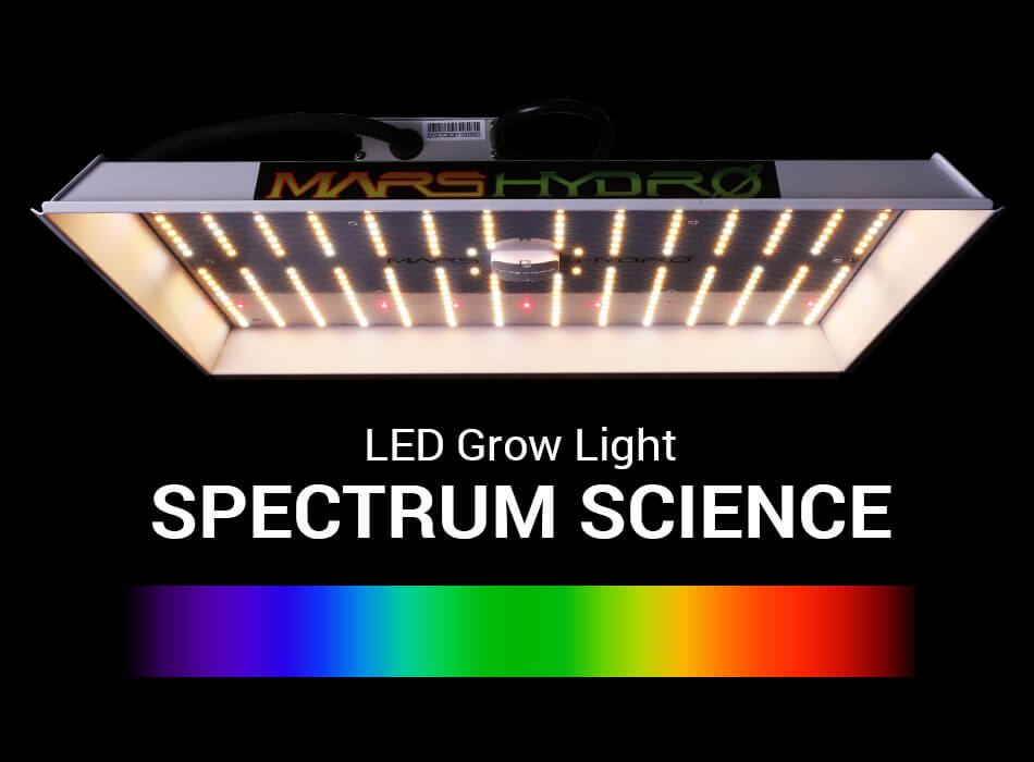LEDs on lettuce: White light versus red + blue light - Produce Grower